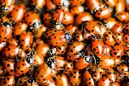 "Ladybug Ladybug" di Thomas Hawk su Flickr (cc)